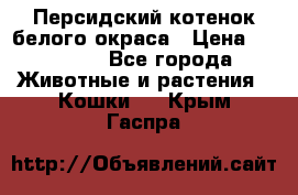 Персидский котенок белого окраса › Цена ­ 35 000 - Все города Животные и растения » Кошки   . Крым,Гаспра